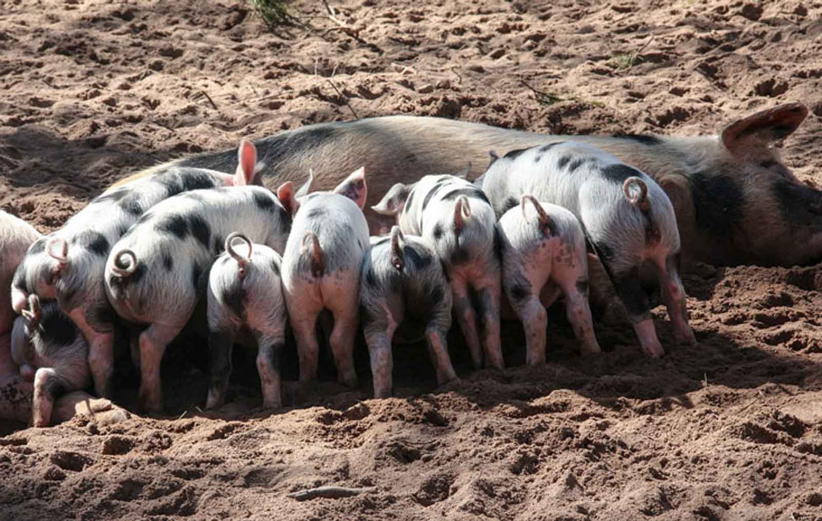 pig-536539_1280